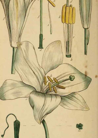 Reproducción/Reproduction 46194657244: Thirty-eight plates, with explanations :. London :Printed for Longman, Hurst, Rees, Orme, and Browne,1817.. 