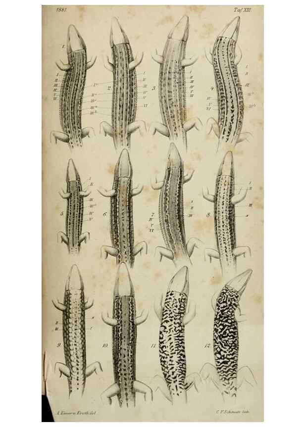 Reproducción/Reproduction 46927159741: Untersuchungen über das Variiren der Mauereidechse :. Berlin :Nicolaische Verlags-Buchhandlung,1881.. 