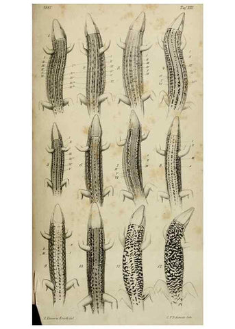 Reproducción/Reproduction 46927159741: Untersuchungen über das Variiren der Mauereidechse :. Berlin :Nicolaische Verlags-Buchhandlung,1881.. 