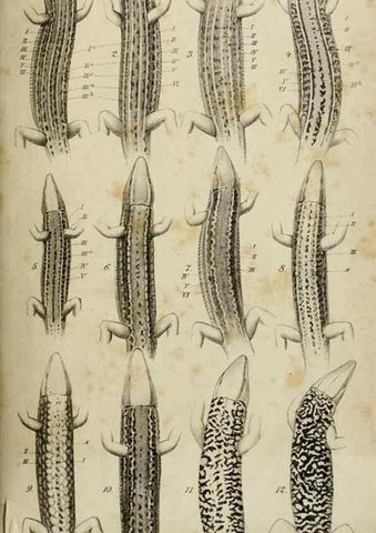 Reproducción/Reproduction 46927159741: Untersuchungen über das Variiren der Mauereidechse :. Berlin :Nicolaische Verlags-Buchhandlung,1881.. 