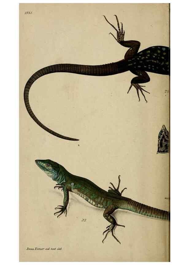 Reproducción/Reproduction 39962462563: Untersuchungen über das Variiren der Mauereidechse :. Berlin :Nicolaische Verlags-Buchhandlung,1881.. 