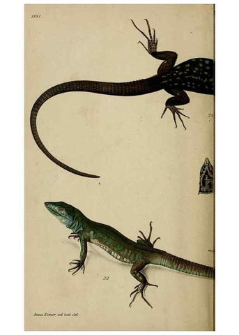 Reproducción/Reproduction 39962462563: Untersuchungen über das Variiren der Mauereidechse :. Berlin :Nicolaische Verlags-Buchhandlung,1881.. 