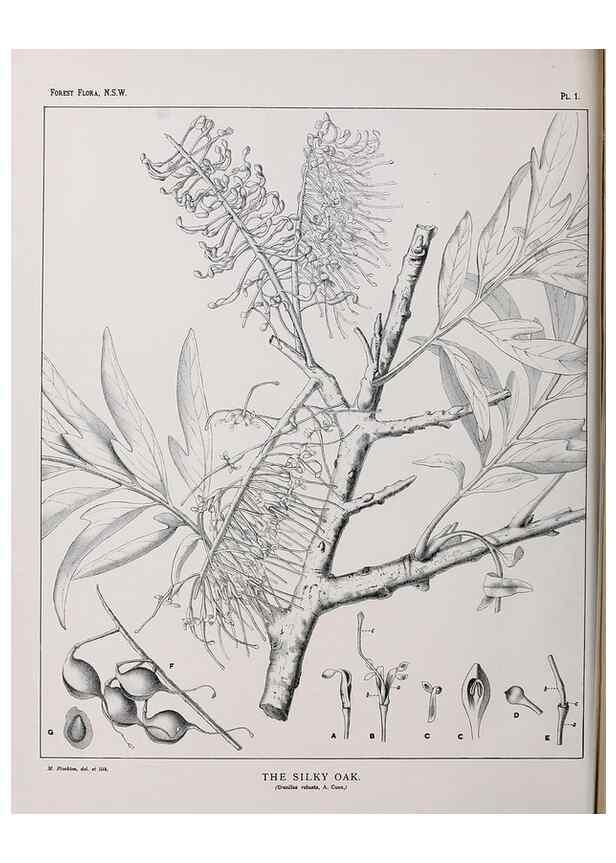 Reproducción/Reproduction 46016210045: The forest flora of New South Wales /. Sydney :W. A. Gullick,1902-1925.. 