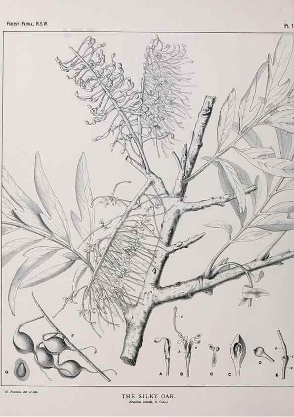 Reproducción/Reproduction 46016210045: The forest flora of New South Wales /. Sydney :W. A. Gullick,1902-1925.. 