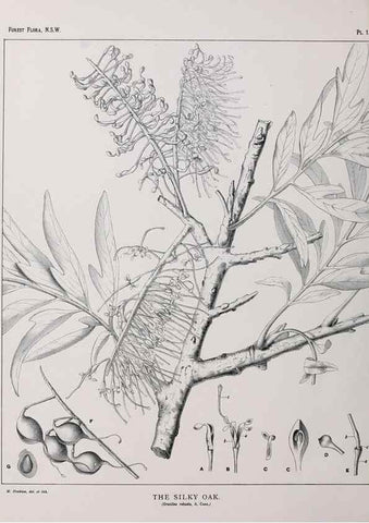 Reproducción/Reproduction 46016210045: The forest flora of New South Wales /. Sydney :W. A. Gullick,1902-1925.. 
