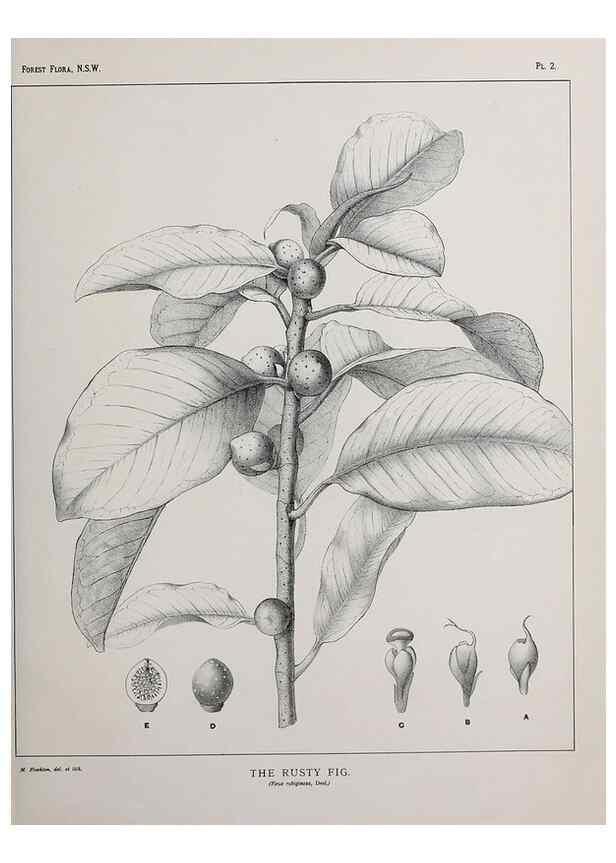 Reproducción/Reproduction 46205535464: The forest flora of New South Wales /. Sydney :W. A. Gullick,1902-1925.. 
