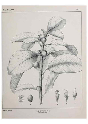 Reproducción/Reproduction 46205535464: The forest flora of New South Wales /. Sydney :W. A. Gullick,1902-1925.. 