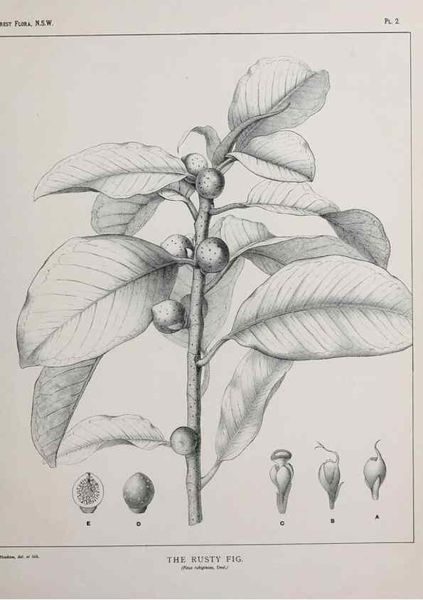 Reproducción/Reproduction 46205535464: The forest flora of New South Wales /. Sydney :W. A. Gullick,1902-1925.. 