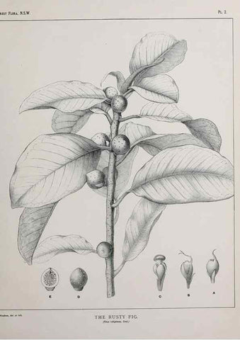 Reproducción/Reproduction 46205535464: The forest flora of New South Wales /. Sydney :W. A. Gullick,1902-1925.. 