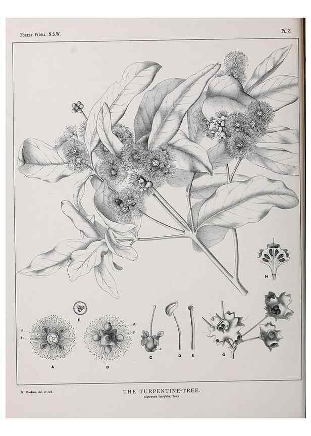 Reproducción/Reproduction 46205536584: The forest flora of New South Wales /. Sydney :W. A. Gullick,1902-1925.. 