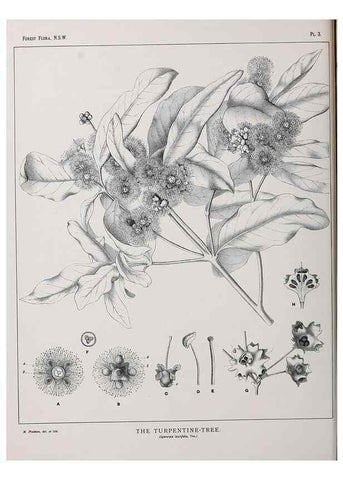 Reproducción/Reproduction 46205536584: The forest flora of New South Wales /. Sydney :W. A. Gullick,1902-1925.. 