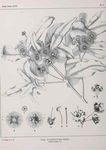 Reproducción/Reproduction 46205536584: The forest flora of New South Wales /. Sydney :W. A. Gullick,1902-1925.. 