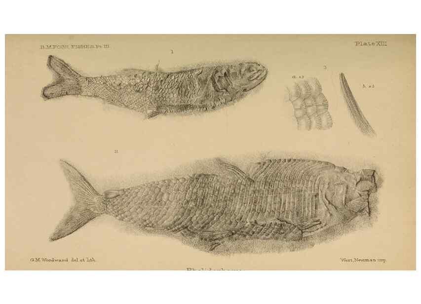 Reproducción/Reproduction 46867486362: Catalogue of the fossil fishes in the British Museum (Natural History) .... London,Printed by order of the Trustees,1889-1901.. 