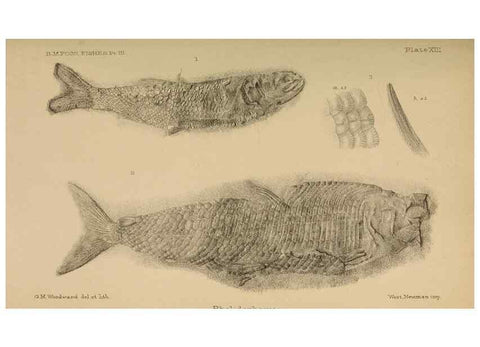 Reproducción/Reproduction 46867486362: Catalogue of the fossil fishes in the British Museum (Natural History) .... London,Printed by order of the Trustees,1889-1901.. 