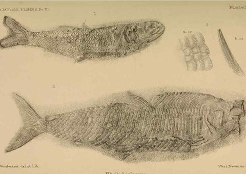Reproducción/Reproduction 46867486362: Catalogue of the fossil fishes in the British Museum (Natural History) .... London,Printed by order of the Trustees,1889-1901.. 