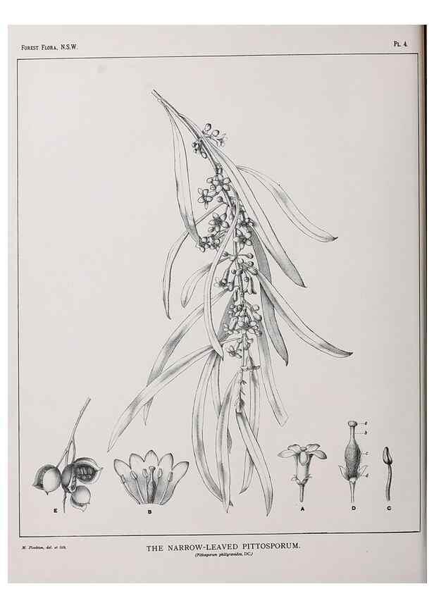 Reproducción/Reproduction 46205537884: The forest flora of New South Wales /. Sydney :W. A. Gullick,1902-1925.. 