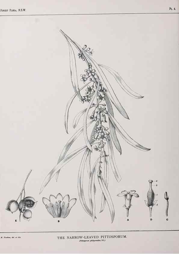 Reproducción/Reproduction 46205537884: The forest flora of New South Wales /. Sydney :W. A. Gullick,1902-1925.. 