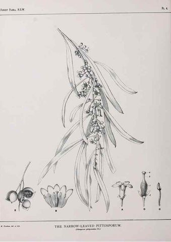 Reproducción/Reproduction 46205537884: The forest flora of New South Wales /. Sydney :W. A. Gullick,1902-1925.. 