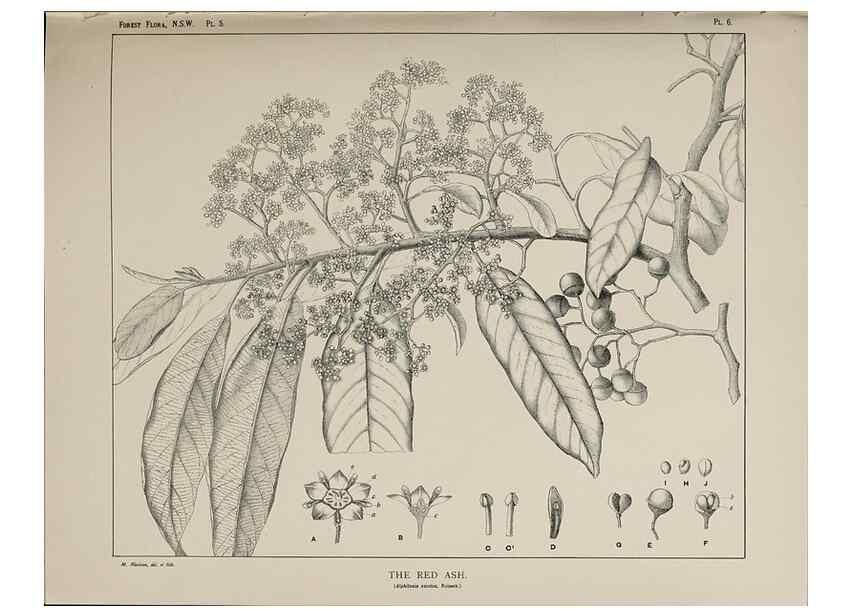 Reproducción/Reproduction 39965705353: The forest flora of New South Wales /. Sydney :W. A. Gullick,1902-1925.. 