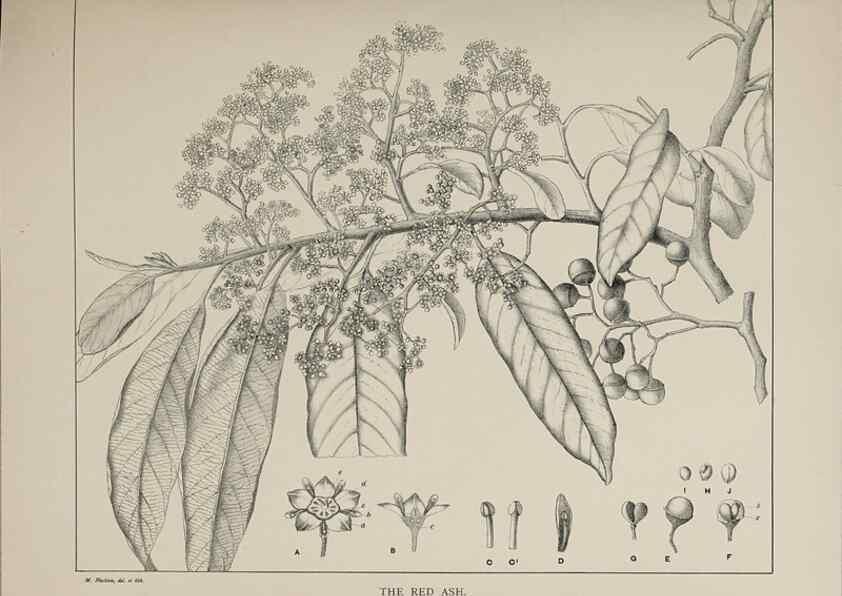 Reproducción/Reproduction 39965705353: The forest flora of New South Wales /. Sydney :W. A. Gullick,1902-1925.. 