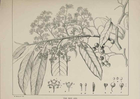 Reproducción/Reproduction 39965705353: The forest flora of New South Wales /. Sydney :W. A. Gullick,1902-1925.. 