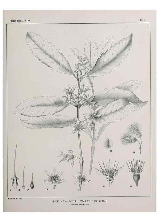 Reproducción/Reproduction 39965706163: The forest flora of New South Wales /. Sydney :W. A. Gullick,1902-1925.. 