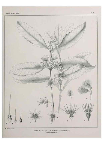 Reproducción/Reproduction 39965706163: The forest flora of New South Wales /. Sydney :W. A. Gullick,1902-1925.. 