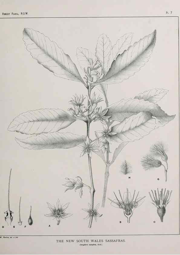 Reproducción/Reproduction 39965706163: The forest flora of New South Wales /. Sydney :W. A. Gullick,1902-1925.. 