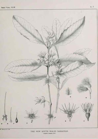 Reproducción/Reproduction 39965706163: The forest flora of New South Wales /. Sydney :W. A. Gullick,1902-1925.. 