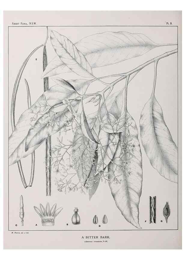 Reproducción/Reproduction 39965707503: The forest flora of New South Wales /. Sydney :W. A. Gullick,1902-1925.. 