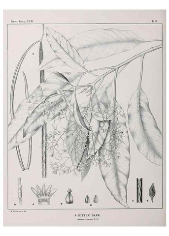 Reproducción/Reproduction 39965707503: The forest flora of New South Wales /. Sydney :W. A. Gullick,1902-1925.. 