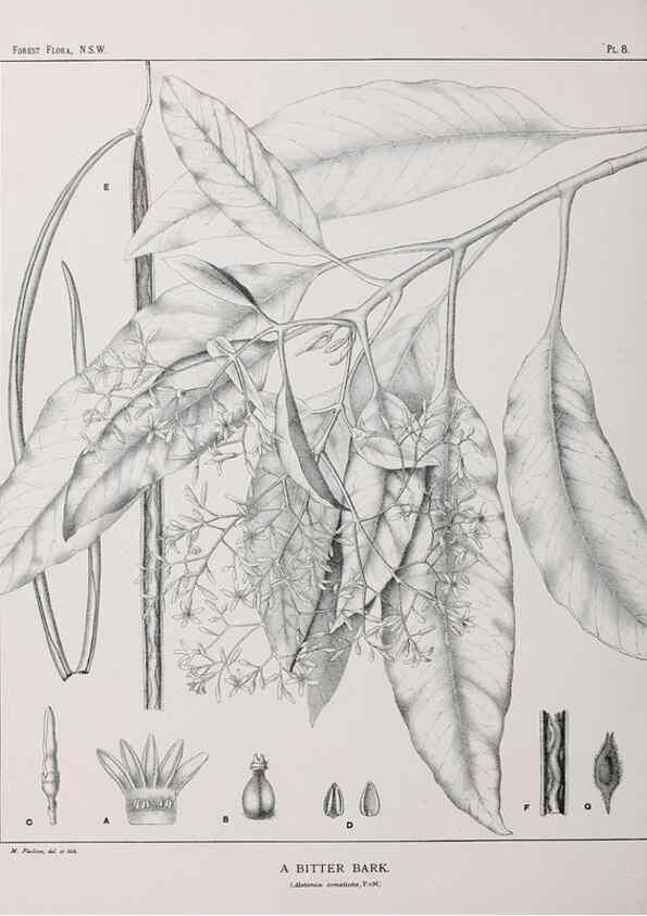 Reproducción/Reproduction 39965707503: The forest flora of New South Wales /. Sydney :W. A. Gullick,1902-1925.. 