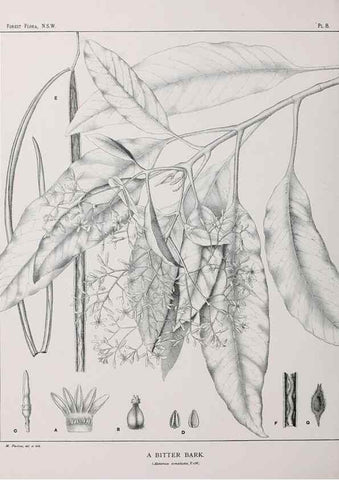 Reproducción/Reproduction 39965707503: The forest flora of New South Wales /. Sydney :W. A. Gullick,1902-1925.. 