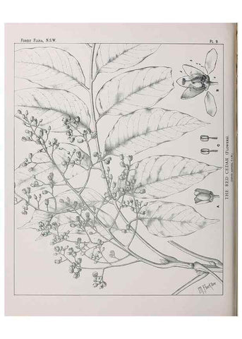 Reproducción/Reproduction 46205549624: The forest flora of New South Wales /. Sydney :W. A. Gullick,1902-1925.. 