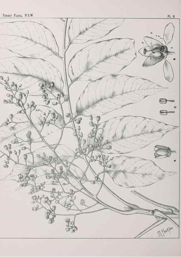Reproducción/Reproduction 46205549624: The forest flora of New South Wales /. Sydney :W. A. Gullick,1902-1925.. 