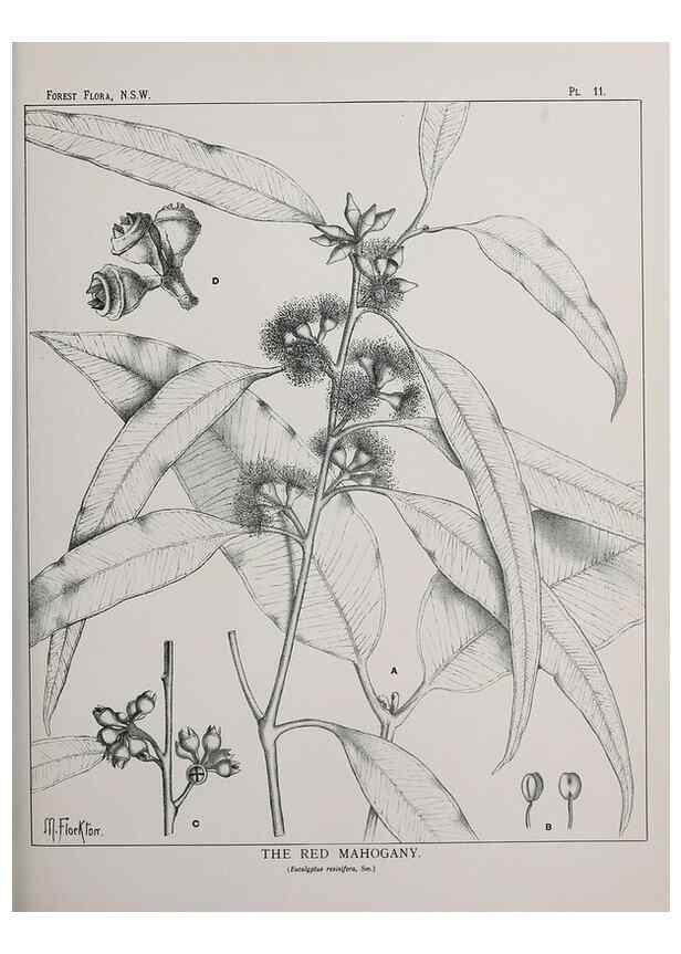 Reproducción/Reproduction 46205551704: The forest flora of New South Wales /. Sydney :W. A. Gullick,1902-1925.. 