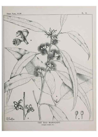 Reproducción/Reproduction 46205551704: The forest flora of New South Wales /. Sydney :W. A. Gullick,1902-1925.. 