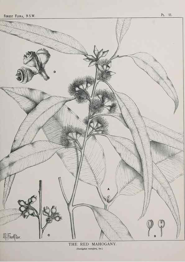 Reproducción/Reproduction 46205551704: The forest flora of New South Wales /. Sydney :W. A. Gullick,1902-1925.. 