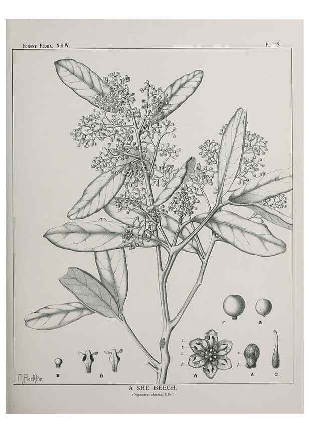 Reproducción/Reproduction 46930293771: The forest flora of New South Wales /. Sydney :W. A. Gullick,1902-1925.. 