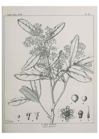 Reproducción/Reproduction 46930293771: The forest flora of New South Wales /. Sydney :W. A. Gullick,1902-1925.. 