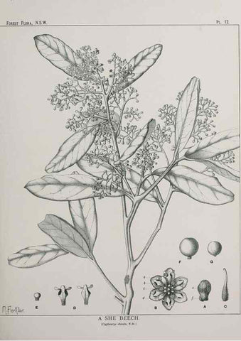 Reproducción/Reproduction 46930293771: The forest flora of New South Wales /. Sydney :W. A. Gullick,1902-1925.. 
