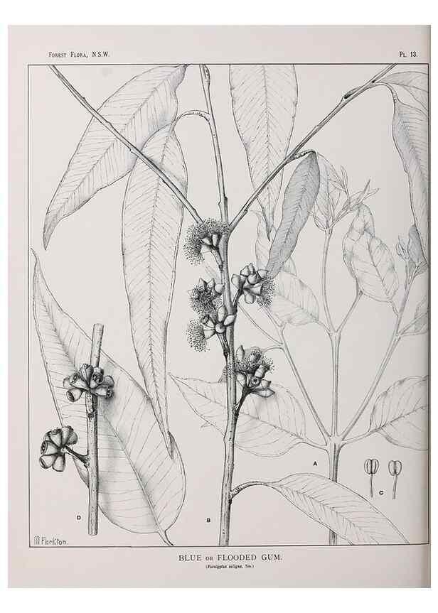 Reproducción/Reproduction 46205554064: The forest flora of New South Wales /. Sydney :W. A. Gullick,1902-1925.. 