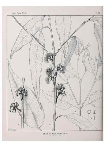 Reproducción/Reproduction 46205554064: The forest flora of New South Wales /. Sydney :W. A. Gullick,1902-1925.. 