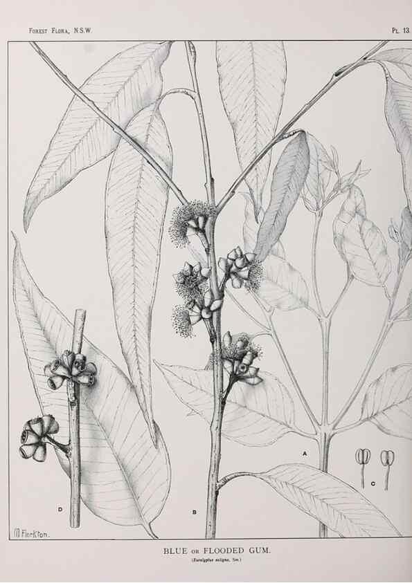 Reproducción/Reproduction 46205554064: The forest flora of New South Wales /. Sydney :W. A. Gullick,1902-1925.. 