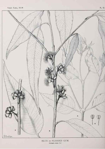 Reproducción/Reproduction 46205554064: The forest flora of New South Wales /. Sydney :W. A. Gullick,1902-1925.. 