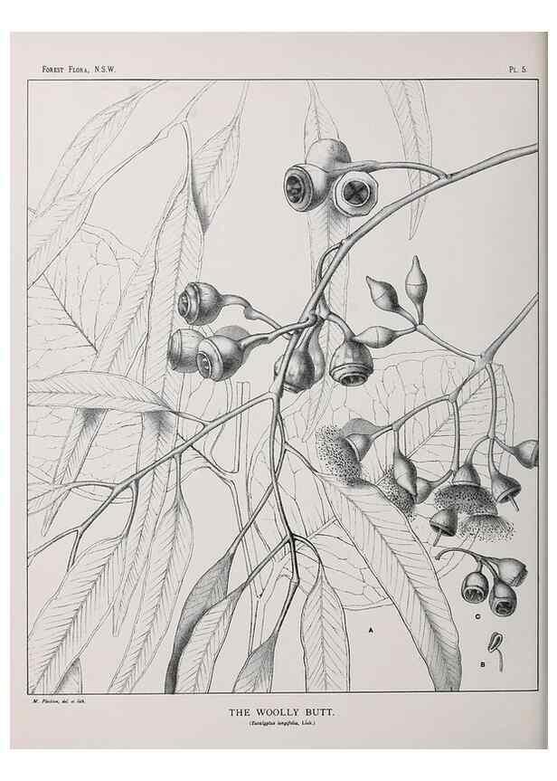 Reproducción/Reproduction 39965704663: The forest flora of New South Wales /. Sydney :W. A. Gullick,1902-1925.. 