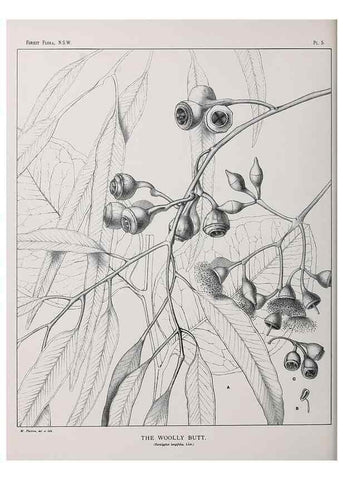 Reproducción/Reproduction 39965704663: The forest flora of New South Wales /. Sydney :W. A. Gullick,1902-1925.. 