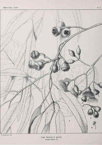 Reproducción/Reproduction 39965704663: The forest flora of New South Wales /. Sydney :W. A. Gullick,1902-1925.. 