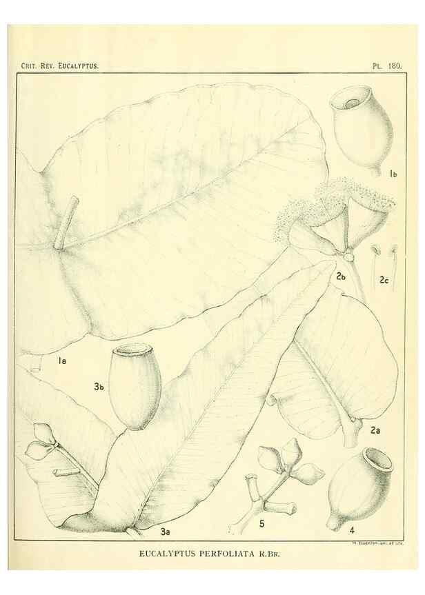 Reproducción/Reproduction 32120643717: A critical revision of the genus Eucalyptus,. Sydney,Gullick,1903-33.. 