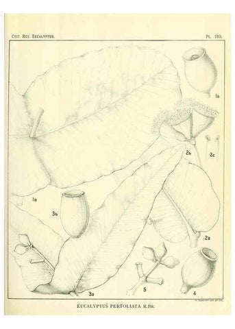 Reproducción/Reproduction 32120643717: A critical revision of the genus Eucalyptus,. Sydney,Gullick,1903-33.. 